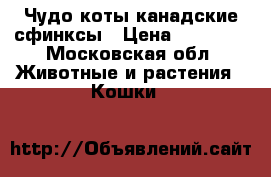 Чудо коты канадские сфинксы › Цена ­ 15 000 - Московская обл. Животные и растения » Кошки   